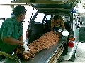 Beritabali.com